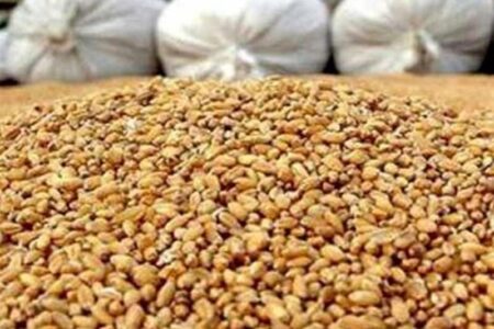 ادعای تعطیلی 75 درصد کارخانجات خوراک دام به دلیل نبوده نهاده