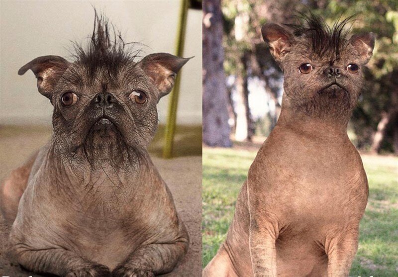 بازار داغ عمل‌های عجیب حیوانات خانگی در ایران / موجودات بی‌گناهی که قربانی چشم و هم‌چشمی می‌شوند