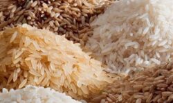 رونمایی از دو رقم برنج، که قبلاً رونمایی شده!