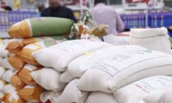 فعال بازار برنج: وزارت جهاد با آزمون و خطا بازار را نامتعادل کرد