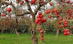 «نجات آب» ــ 50 | مزایای مزرعه‌ها و باغ‌های چندکِِشتی و تنوع‌ در مزرعه
