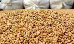 پرداخت تسهیلات برای خرید نهاده‌ با حذف ارز ترجیحی