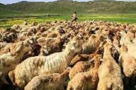 کنترل چرای دام در مناطق حساس آبی