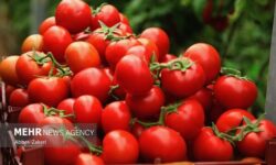 نقش گوجه فرنگی در سلامت لثه