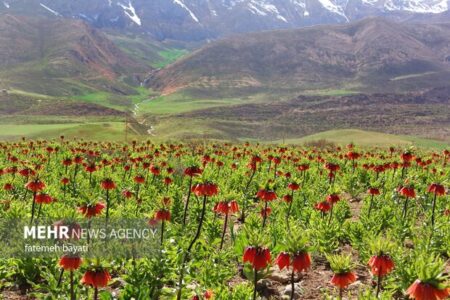 دشت لاله های واژگون گلپایگان، ظرفیتی کم‌نظیر برای توسعه گردشگری طبیعی