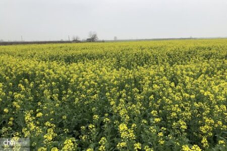 طلای زرد گلستان: سفری به دل مزارع شکوفه‌های کلزا