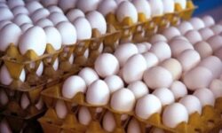 قیمت هر کیلو تخم‌مرغ چند شد؟/نرخ جدید درب مرغداری اعلام شد