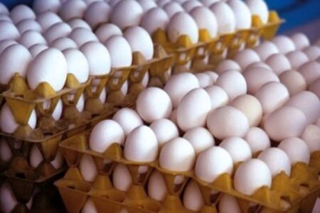 قیمت هر کیلو تخم‌مرغ چند شد؟/نرخ جدید درب مرغداری اعلام شد