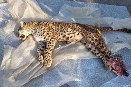 پیدا شدن لاشه یک فرد پلنگ ایرانی در ارتفاعات اسفراین+ عکس