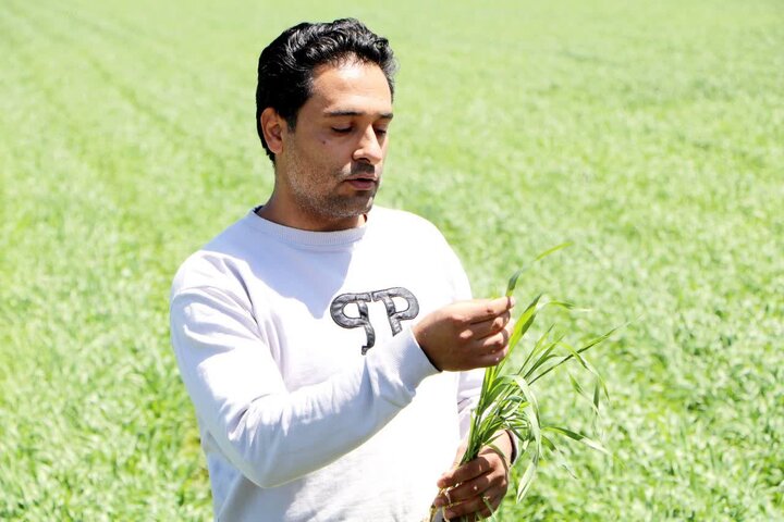 ۷۰۰ هکتار گندم و ۲ هزار هکتار لوبیا با روش نوین در ازنا کشت می‌شود