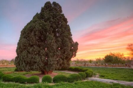 سرو ۴۵۰۰ ساله ابرکوه؛ پاسخ تاریخی «پزشکیان» به غرور «ترامپ»