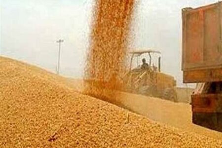 اعلام سقف قیمت ارزی گندم، چای و برنج برای ثبت سفارش
