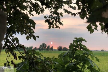دست‌رنج کشاورزان در آستانه برداشت؛ شالیزارها طلایی