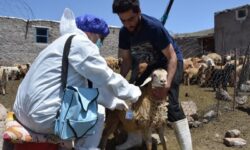سویه جدید تب برفکی در کشور کنترل شد