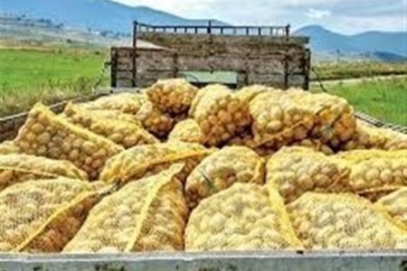 صادرات سیب‌زمینی تا پایان سال ممنوع شد