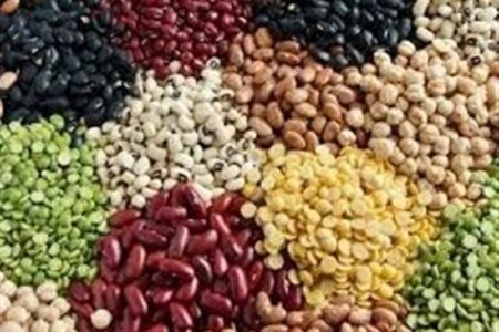 113درصد اختلاف قیمت لوبیا در بازار با وجود تخصیص ارز مبادله‌ای