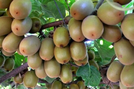 ممنوعیت صادرات کیوی زود تر ازموقع برداشته شد