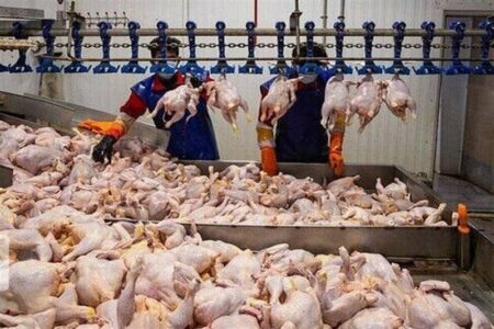 کاهش قیمت مرغ به 240 هزار تومان