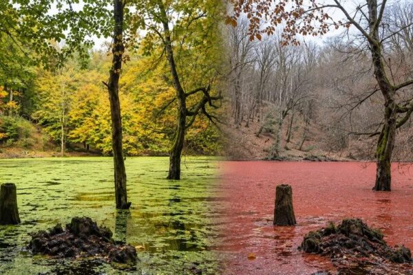 بدون دیدن مرداب هسل چالوس را ترک نکنید. (راهنمای کامل بازدید)